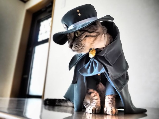 cats in cosplay｜Búsqueda de TikTok