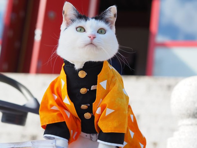 Chú mèo chuyên cosplay các nhân vật anime nổi tiếng, sở hữu 16 nghìn fan  trung thành ngồi hóng ngày đêm