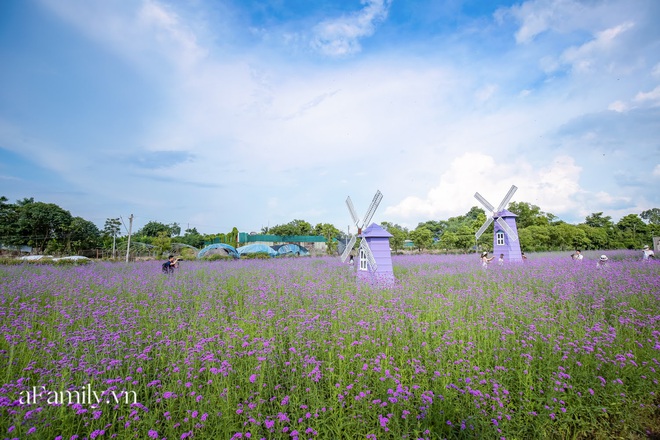 Giới trẻ chết m&ecirc; chết mệt với c&aacute;nh đồng oải hương thảo giữa l&ograve;ng H&agrave; Nội, rộng ng&uacute;t tầm mắt tha hồ check-in chẳng phải đi đ&acirc;u xa - Ảnh 2.