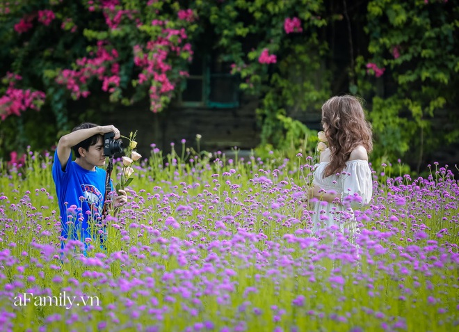 Giới trẻ chết m&ecirc; chết mệt với c&aacute;nh đồng oải hương thảo giữa l&ograve;ng H&agrave; Nội, rộng ng&uacute;t tầm mắt tha hồ check-in chẳng phải đi đ&acirc;u xa - Ảnh 8.