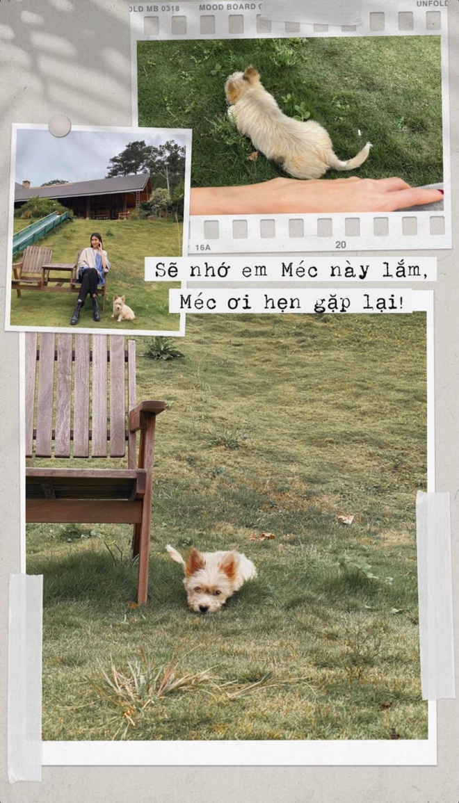 Hà Tăng trầm ngâm kể về “ngôi làng cổ tích” mới tìm ra ở Đà Lạt, ai nấy đều xốn xang với khung cảnh quá đỗi ngoạn mục - Ảnh 6. Hà Tăng trầm ngâm kể về “ngôi làng cổ tích” mới tìm ra ở Đà Lạt, ai nấy đều xốn xang với khung cảnh quá đỗi ngoạn mục - Ảnh 6.