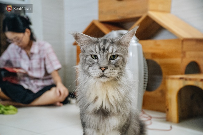 Chàng trai 24 tuổi bỏ công việc ổn định để cứu trợ mèo, mái ấm của các bé mèo lên hãng thông tấn AFP của Pháp - Ảnh 12.