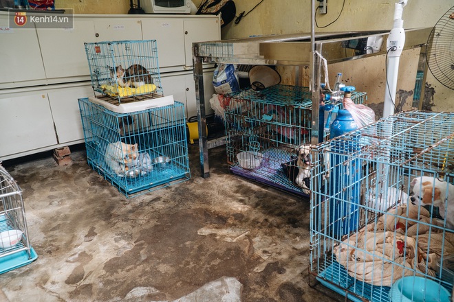 Trạm cứu hộ chó, mèo của các bạn sinh viên ở Hà Nội: Chúng mình luôn sẵn sàng khi có cuộc gọi khẩn cấp - Ảnh 14.