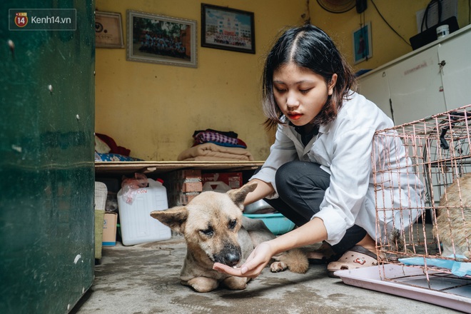 Trạm cứu hộ chó, mèo của các bạn sinh viên ở Hà Nội: Chúng mình luôn sẵn sàng khi có cuộc gọi khẩn cấp - Ảnh 2.