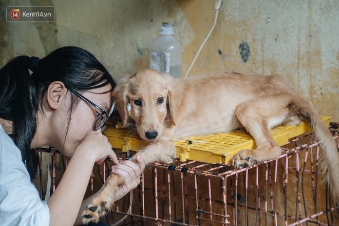 Trạm cứu hộ chó, mèo của các bạn sinh viên ở Hà Nội: Chúng mình luôn sẵn sàng khi có cuộc gọi khẩn cấp - Ảnh 22.