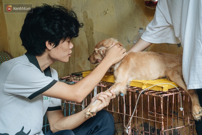 Trạm cứu hộ chó, mèo của các bạn sinh viên ở Hà Nội: Chúng mình luôn sẵn sàng khi có cuộc gọi khẩn cấp - Ảnh 15.