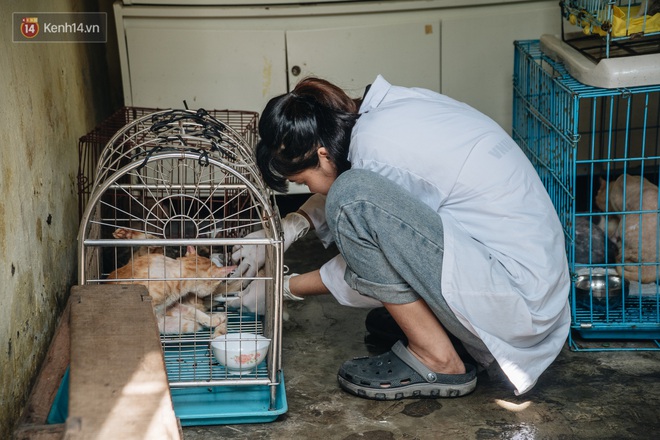 Trạm cứu hộ chó, mèo của các bạn sinh viên ở Hà Nội: Chúng mình luôn sẵn sàng khi có cuộc gọi khẩn cấp - Ảnh 20.