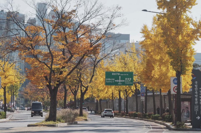 Bộ ảnh xem xong trào dâng thương nhớ Seoul: Đã đến mùa nơi này đẹp nhất, nhưng năm nay ta không thể gặp nhau - Ảnh 5.