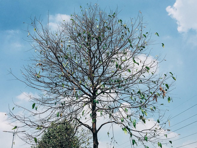 Đàn sâu to bằng ngón tay bò lúc nhúc, ăn trụi lá hàng loạt cây xanh trên đường nội đô đẹp nhất Sài Gòn - Ảnh 3.