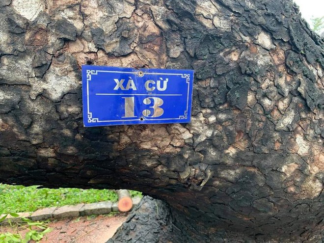 Cụ xà cừ số 13 cổ nhất tại Huế bị bão cùng tên quật đổ bật cả gốc gây tiếc nuối - Ảnh 2.