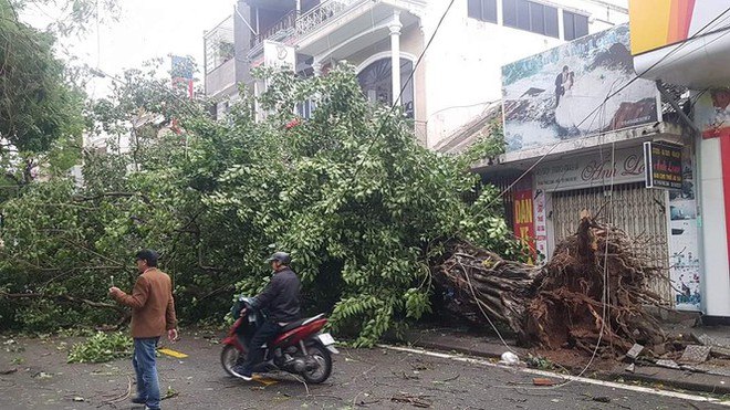 Cụ xà cừ số 13 cổ nhất tại Huế bị bão cùng tên quật đổ bật cả gốc gây tiếc nuối - Ảnh 12.