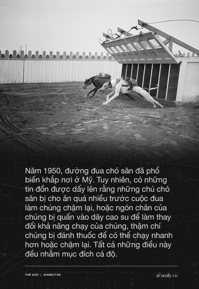 Kỷ nguy&ecirc;n đua ch&oacute; săn tại Mỹ sắp kết th&uacute;c: H&agrave;ng ng&agrave;n ch&uacute; ch&oacute; bị ngược đ&atilde;i, bị bỏ rơi sau nhiều năm phục vụ th&uacute; vui giải tr&iacute; của con người - Ảnh 5.