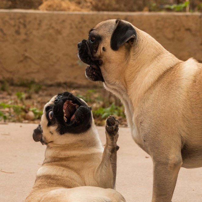 Hai anh em nhà chó Pug bỗng dưng nổi tiếng vì khả năng diễn sâu không thua gì idol siêu hớn Nguyễn Văn Dúi ngày xưa - Ảnh 13.