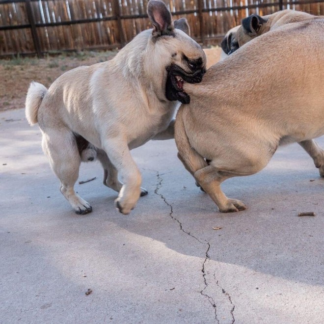 Chó pug với những đôi mắt lấp lánh và lông xù quyến rũ, sẽ khiến trái tim bạn tan chảy. Xem bức ảnh một chú chó pug đầy sự đáng yêu này, bạn sẽ cảm thấy ngạc nhiên với sự thông minh, sự dễ thương của chúng.