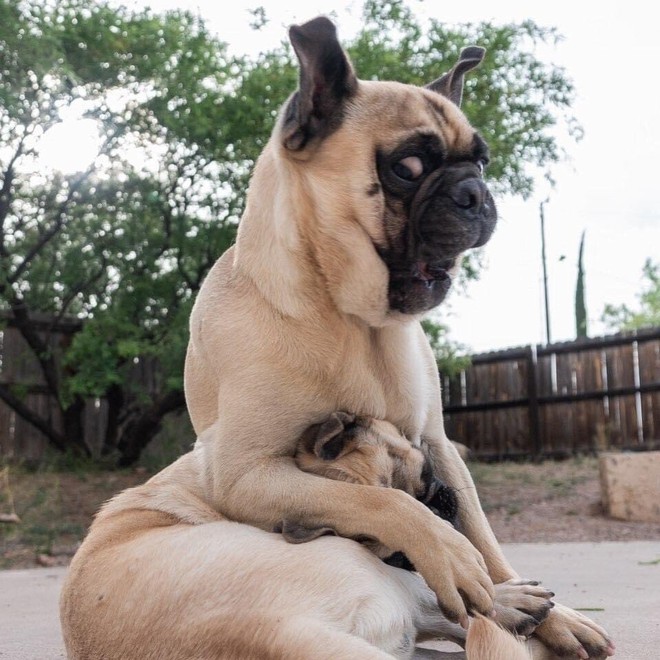 Hai anh em nhà chó Pug bỗng dưng nổi tiếng vì khả năng diễn sâu không thua gì idol siêu hớn Nguyễn Văn Dúi ngày xưa - Ảnh 6.