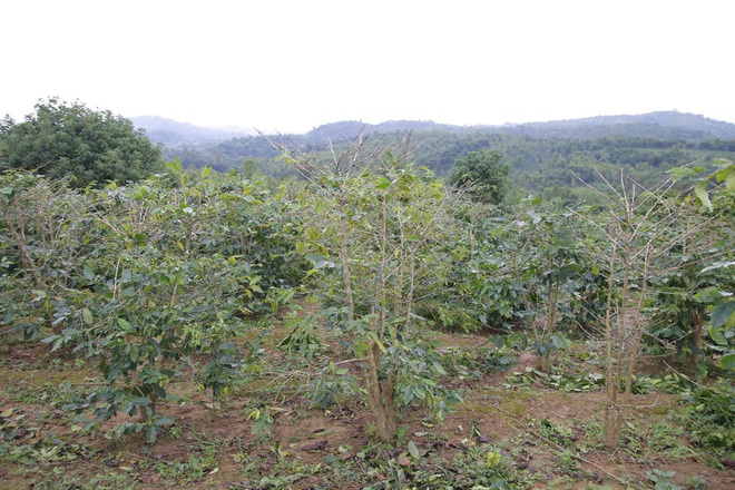 Lũ đi qua, người d&acirc;n vẫn chồng chất kh&oacute; khăn khi cả nguồn sống bị cuốn tr&ocirc;i - Ảnh 6.