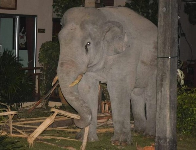 Mò vào nhà dân tìm đồ ăn, chú voi nặng 4 tấn bị mèo con rượt đuổi chạy tóe khói - Ảnh 2.