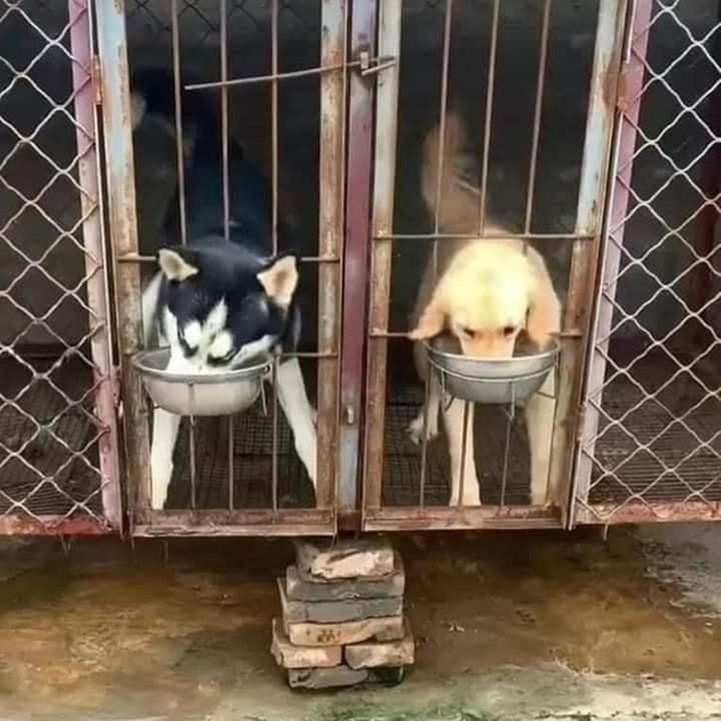 Cuộc chiến giành đồ ăn của 2 con boss ngáo ngơ khiến dân mạng nhận ra lũ Husky láu cá hơn ta tưởng - Ảnh 2.