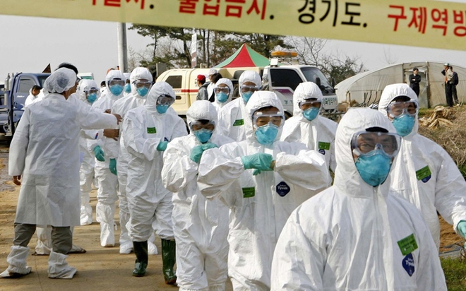 Chống dịch cúm gia cầm, Hàn Quốc cấm di chuyển tại tất cả các trang trại chăn nuôi - Ảnh 1.