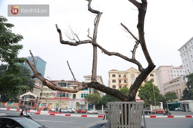 Những cây sưa đỏ mang giáp sắt, lắp camera theo dõi đã chết khô: Người Hà Nội xót xa, lo lắng - Ảnh 8.