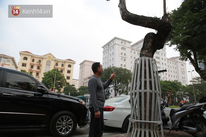 Những cây sưa đỏ mang giáp sắt, lắp camera theo dõi đã chết khô: Người Hà Nội xót xa, lo lắng - Ảnh 7.