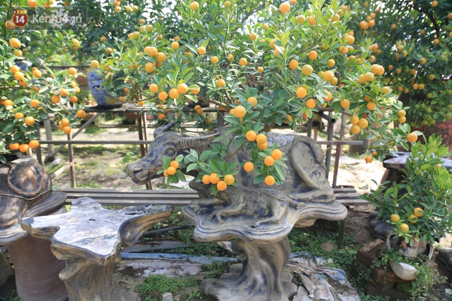 Hà Nội: Trâu cõng quất bonsai giá hàng triệu đồng vẫn được săn đón trước Tết - Ảnh 2.