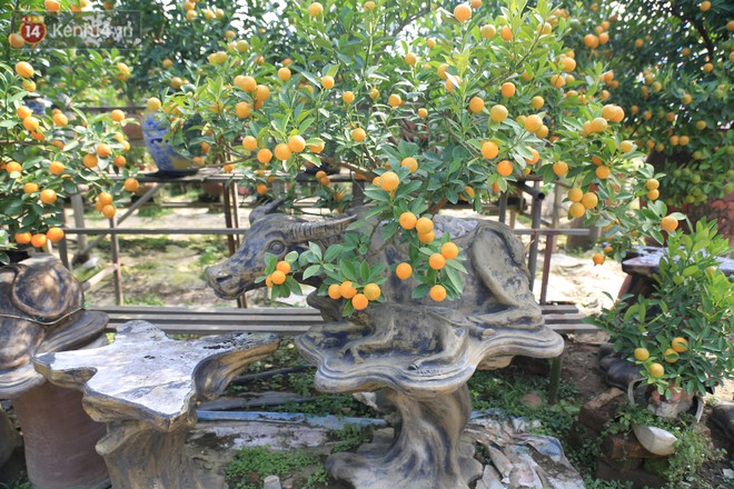 H&agrave; Nội: Tr&acirc;u c&otilde;ng quất bonsai gi&aacute; h&agrave;ng triệu đồng vẫn được săn đ&oacute;n trước Tết - Ảnh 2.