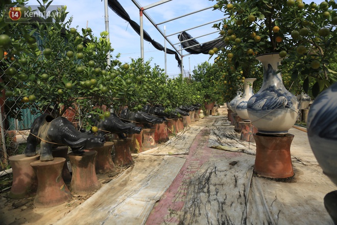 Hà Nội: Trâu cõng quất bonsai giá hàng triệu đồng vẫn được săn đón trước Tết - Ảnh 5.