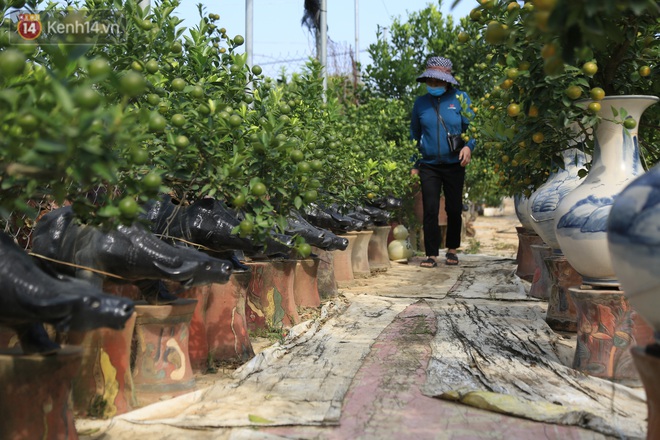 Hà Nội: Trâu cõng quất bonsai giá hàng triệu đồng vẫn được săn đón trước Tết - Ảnh 7.