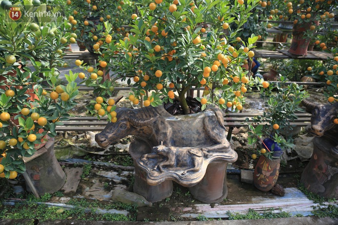 Hà Nội: Trâu cõng quất bonsai giá hàng triệu đồng vẫn được săn đón trước Tết - Ảnh 4.