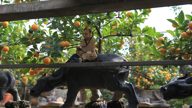 Hà Nội: Trâu cõng quất bonsai giá hàng triệu đồng vẫn được săn đón trước Tết - Ảnh 3.