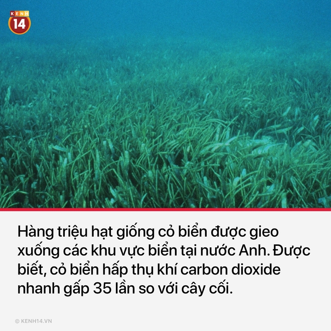 Nếu 2020 khiến bạn thấy nản, hãy cập nhật thêm những tin đáng yêu để biết thế giới vẫn vui lắm nè - Ảnh 10.