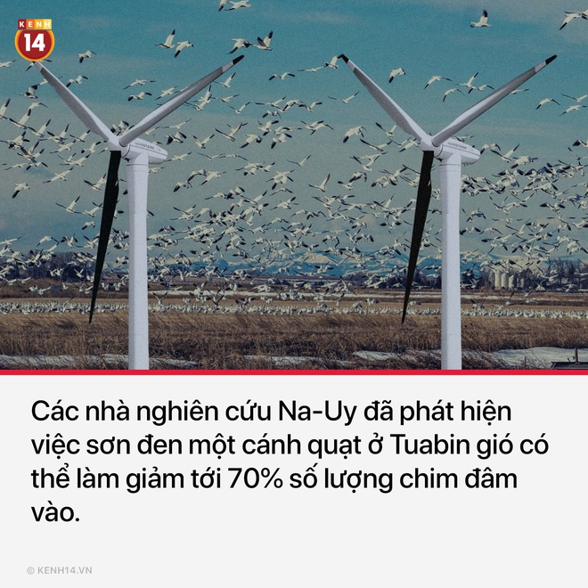 Nếu 2020 khiến bạn thấy nản, hãy cập nhật thêm những tin đáng yêu để biết thế giới vẫn vui lắm nè - Ảnh 2.