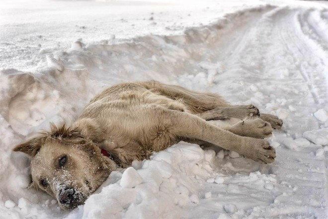 Hình ảnh về chú chó mẹ ủ ấm đàn con trong bão tuyết thật sự gây xúc động và cảm động. Nếu bạn muốn biết thêm về những con vật đã chiến đấu với thời tiết khắc nghiệt này, xin mời truy cập ngay.