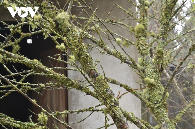 Đ&agrave;o v&ugrave;ng cao xuống phố thực chất được trồng trong vườn, kh&ocirc;ng phải đ&agrave;o rừng - Ảnh 3.