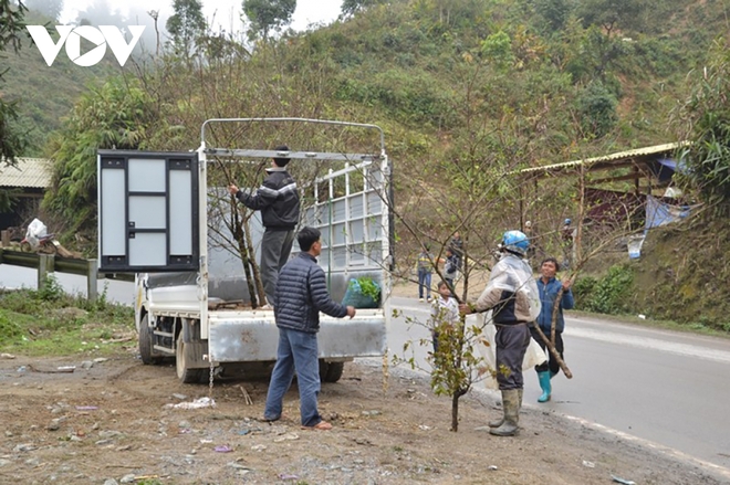 Đ&agrave;o v&ugrave;ng cao xuống phố thực chất được trồng trong vườn, kh&ocirc;ng phải đ&agrave;o rừng - Ảnh 4.