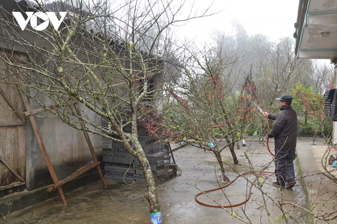 Đ&agrave;o v&ugrave;ng cao xuống phố thực chất được trồng trong vườn, kh&ocirc;ng phải đ&agrave;o rừng - Ảnh 5.