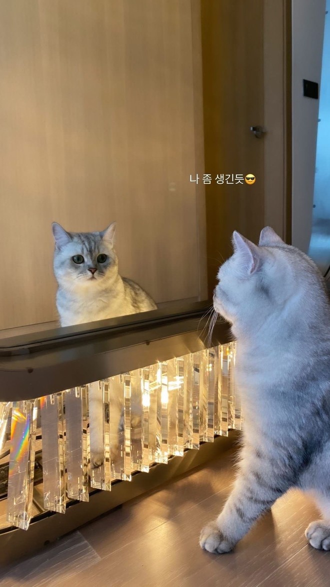Fan náo loạn vì chiếc gương 200 triệu của Lisa: Đến con mèo soi gương cũng thấy bớt mập! - Ảnh 5.
