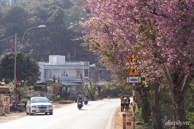 choang ngop voi canh hang tram cay hoa mai anh dao no rop troi o ngoi lang dep la nhu tay tang, nam ngay gan trung tam tp. da lat ma khong phai ai cung biet - anh 18