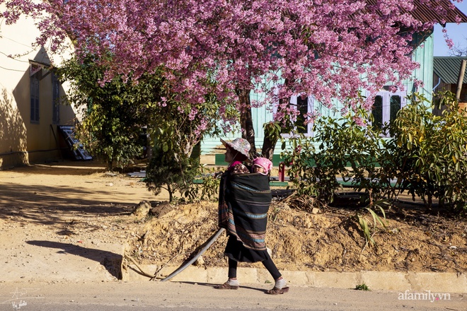 Choáng ngợp với cảnh hàng trăm cây hoa mai anh đào nở rợp trời ở ngôi làng đẹp lạ như Tây Tạng, nằm ngay gần trung tâm TP. Đà Lạt mà không phải ai cũng biết - Ảnh 11.