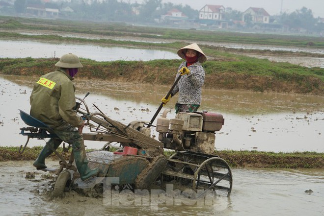 Người dân xuống ruộng làm mùa giữa trời rét “cắt da, cắt thịt“ - Ảnh 4.