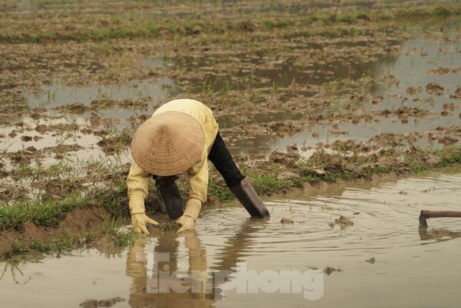 Người dân xuống ruộng làm mùa giữa trời rét “cắt da, cắt thịt“ - Ảnh 5.