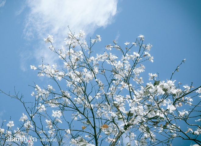 Đẹp đến khó tin: Hàng trăm cây hoa ban nở trắng trời khắp Đà Lạt, cảnh tượng từ xa nhìn như tuyết phủ bao quanh thành phố! - Ảnh 4.