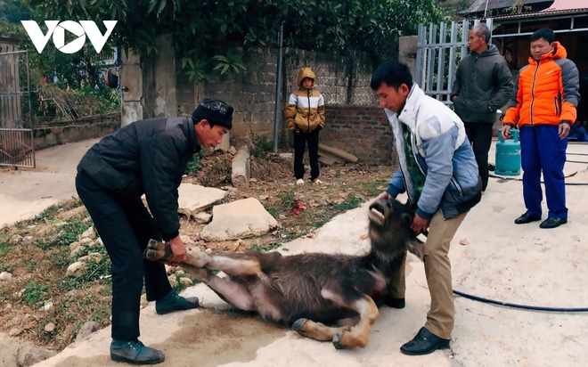 Rét hại khiến 257 con trâu, bò bị chết tại huyện Kon Plông, Kon Tum - Ảnh 1.
