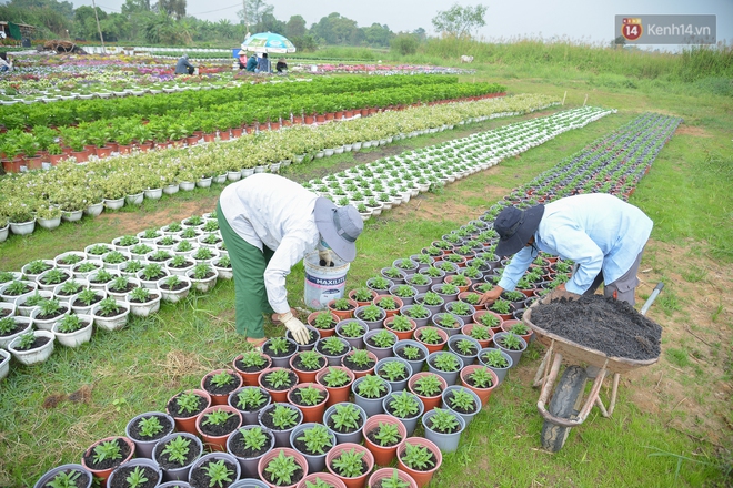 Cánh đồng hoa ở Sài Gòn khoe sắc rực rỡ chào Tết, nhà vườn tất bật “ăn ngủ” cùng hoa - Ảnh 9.