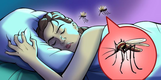 Hóa Ra Đây Là Lý Do Tại Sao Muỗi Luôn Vo Ve Ở Bên Tai Chúng Ta Và Cách Cực  Đơn Giản Để Giải Quyết Sự Khó Chịu Này