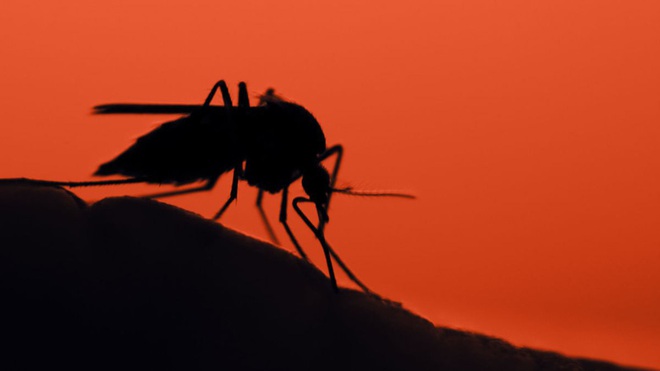 Xuất hiện muỗi gây sốt rét mới ở châu Phi - Ảnh 1.