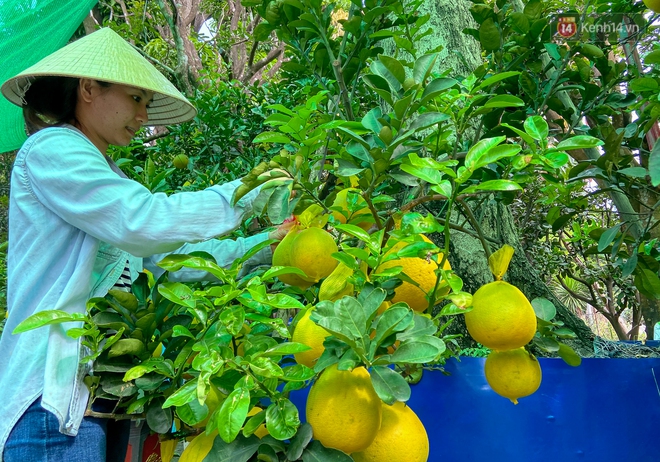 Người Sài Gòn chi hàng chục triệu đồng “tậu” bưởi Diễn trĩu quả về chơi Tết - Ảnh 13.