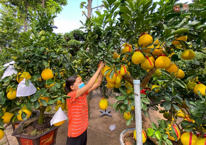 Người Sài Gòn chi hàng chục triệu đồng “tậu” bưởi Diễn trĩu quả về chơi Tết - Ảnh 11.