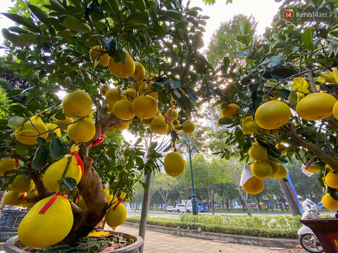 Người Sài Gòn chi hàng chục triệu đồng “tậu” bưởi Diễn trĩu quả về chơi Tết - Ảnh 5.